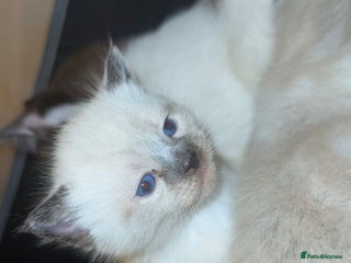 Ragdoll cats Ragdoll - Advert 13