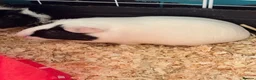 Guinea Pig rodents for sale: 2 friendly girl guineas with c&c cage - Advert 6