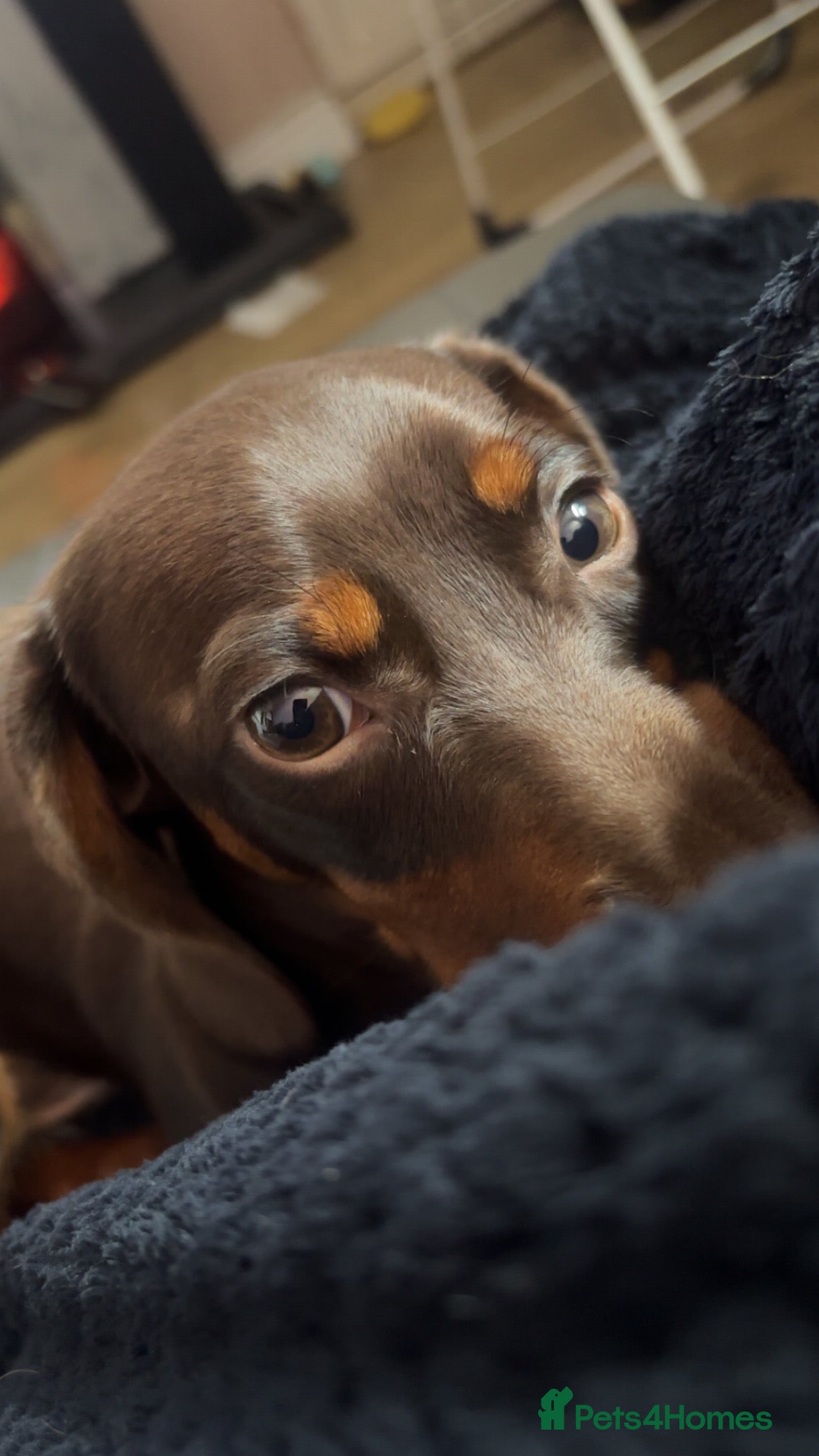Miniature Dachshund dogs Miniature dachshund male Ozzy - Advert 18