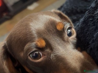 Miniature Dachshund dogs - Advert 23
