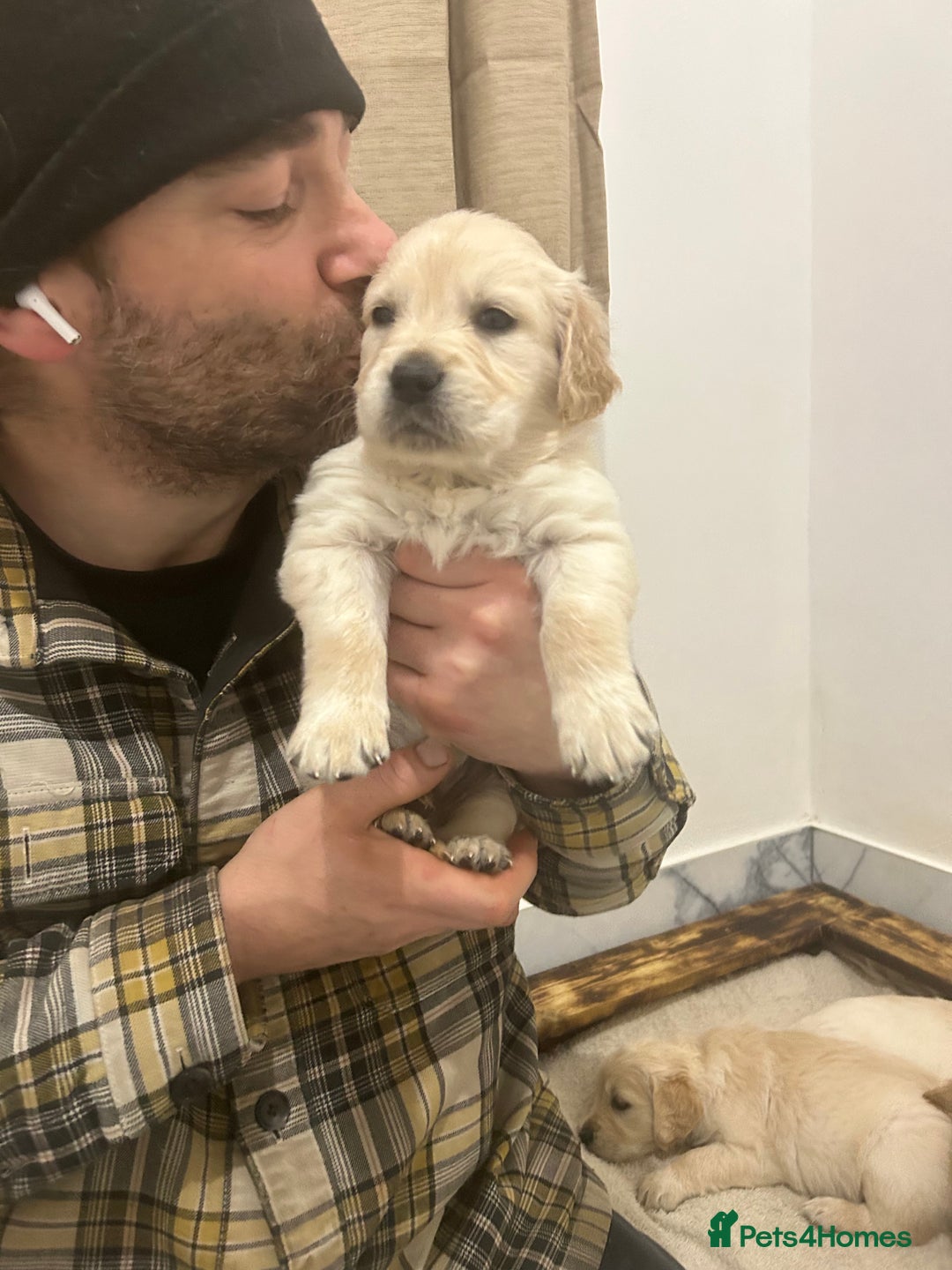 Golden Retriever dogs for sale: Pure breed, show line, ready 23/12/25  - Advert 11