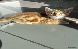 Domestic Shorthair cats for sale: Sweet Ginger Prince - Image 1