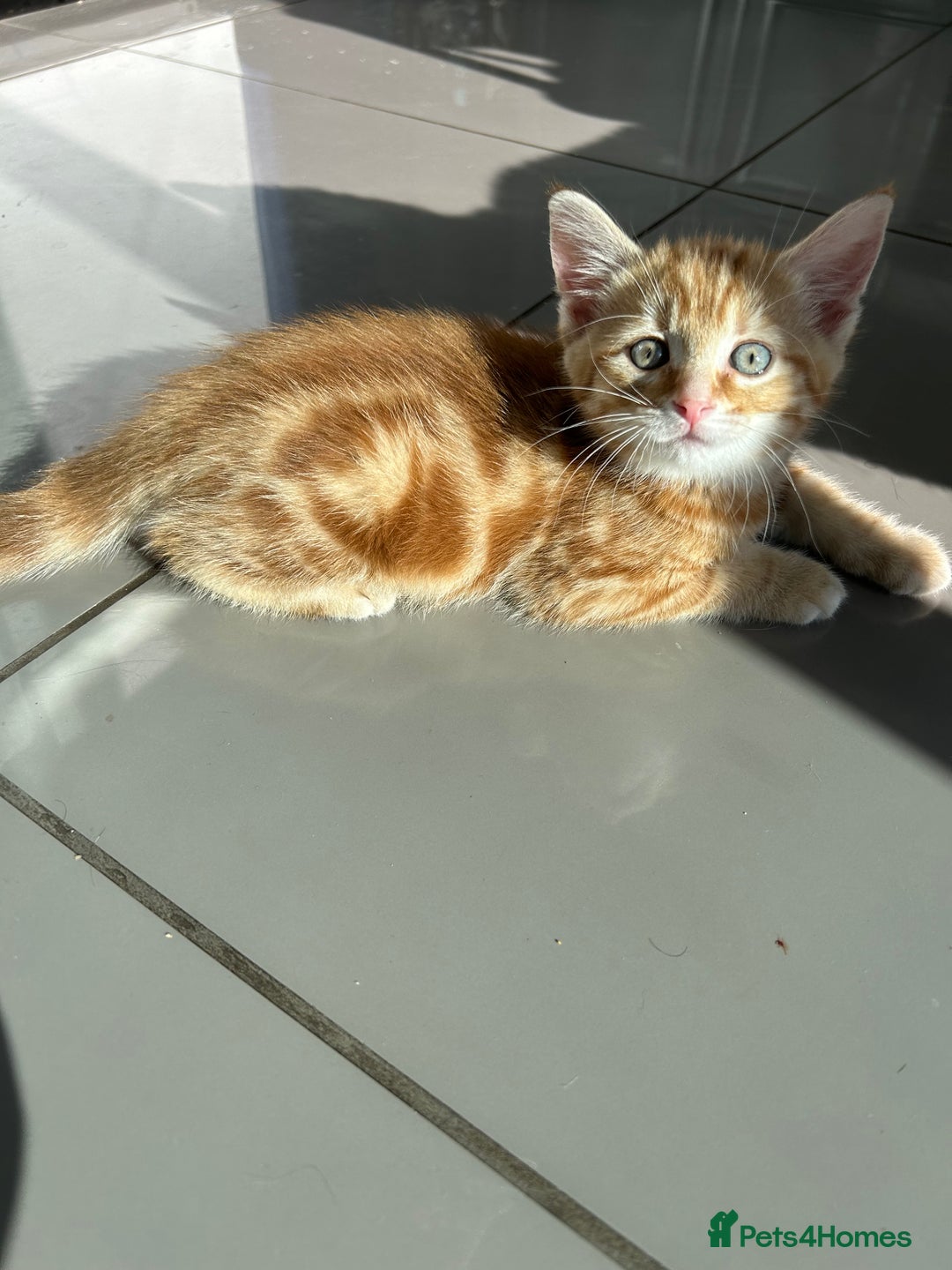 Domestic Shorthair cats for sale: Sweet Ginger Prince - Image 1