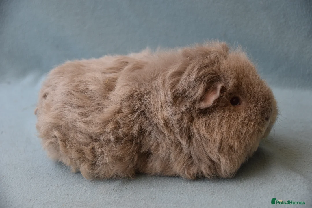 Guinea Pig rodents for sale: Longhared guinea pigs sows (2-3.5 years old) - Advert 8