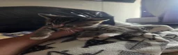 Mixed Breed cats for sale: Kittens are looking for their homes - Advert 20