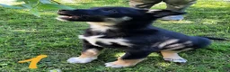 Mixed Breed dogs for sale: Collie × Kelpie pups near Cowbridge  - Advert 9