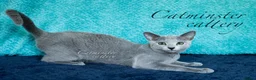 Russian Blue cats for sale: Purebred Russian blue kittens  - Advert 10