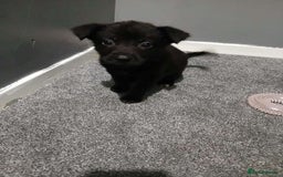Mixed Breed dogs for sale: German Shepherd x huskita.  - Image 22