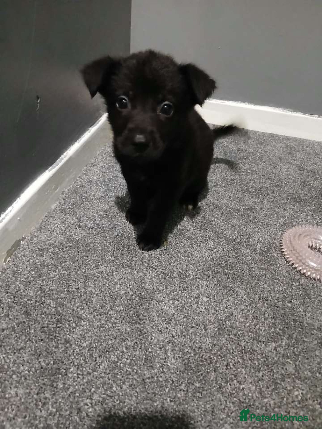 Mixed Breed dogs for sale: German Shepherd x huskita.  - Image 22