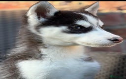 Siberian Husky dogs for sale: Siberian husky puppies - Image 18
