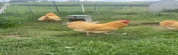 Chickens poultry for sale: Orpington Cockerels  - Advert 2