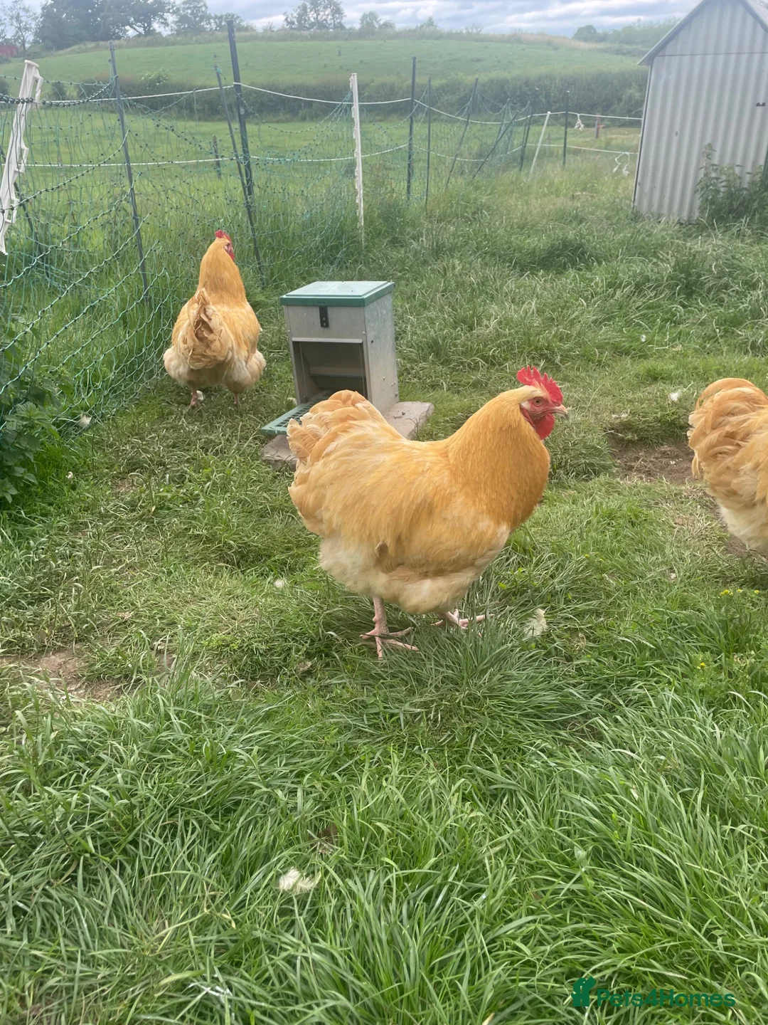 Chickens poultry for sale: Orpington Cockerels  - Advert 2