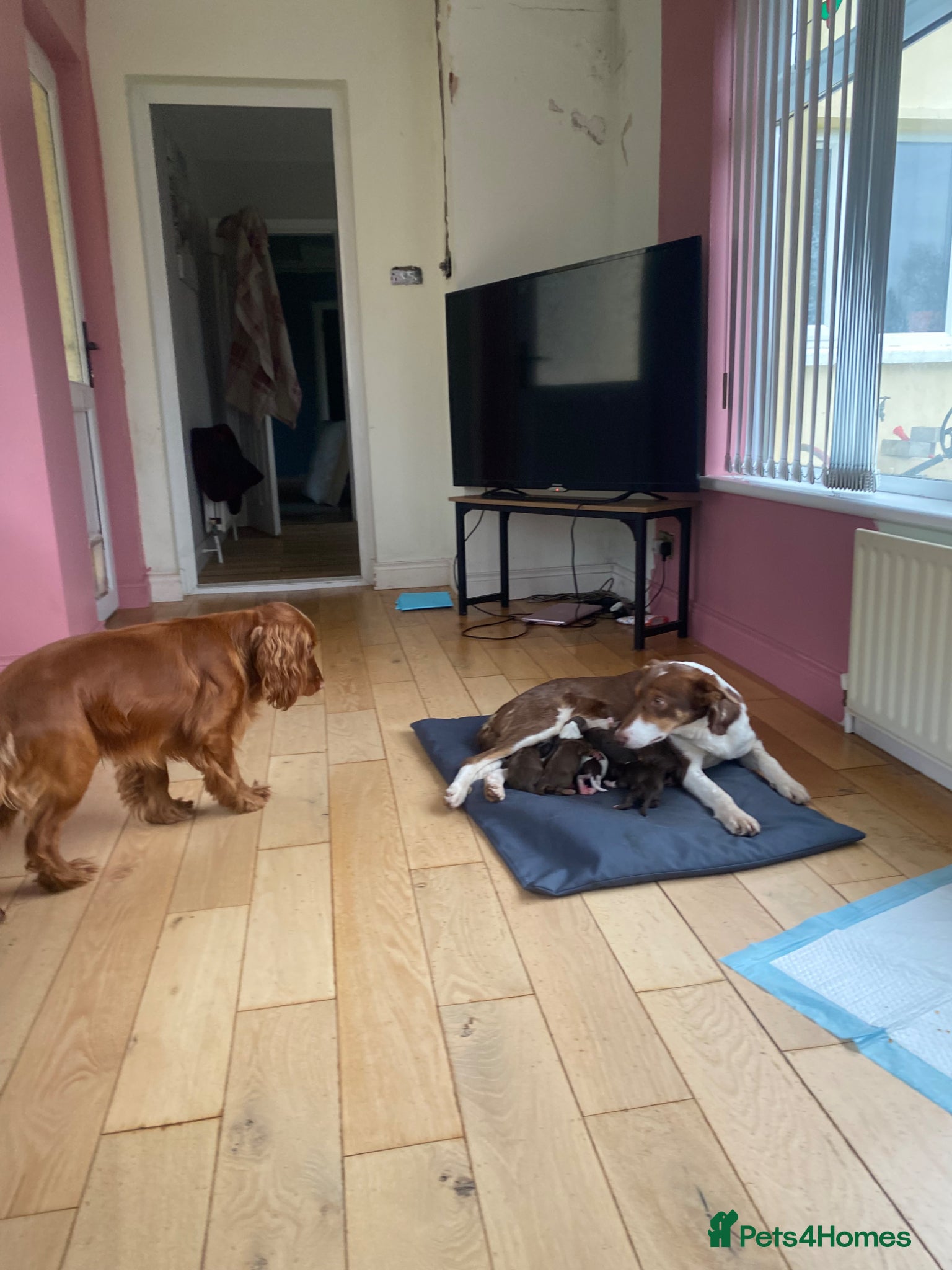 Mixed Breed dogs Cocker collie pups  - Advert 2