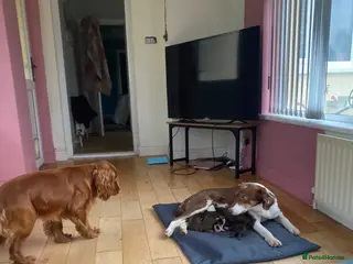 Mixed Breed dogs Cocker collie pups - Advert 2