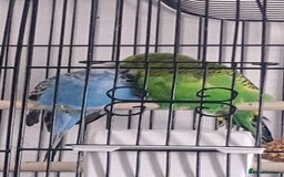 Budgerigars birds for sale: Budgies looking for a home  - Image 2
