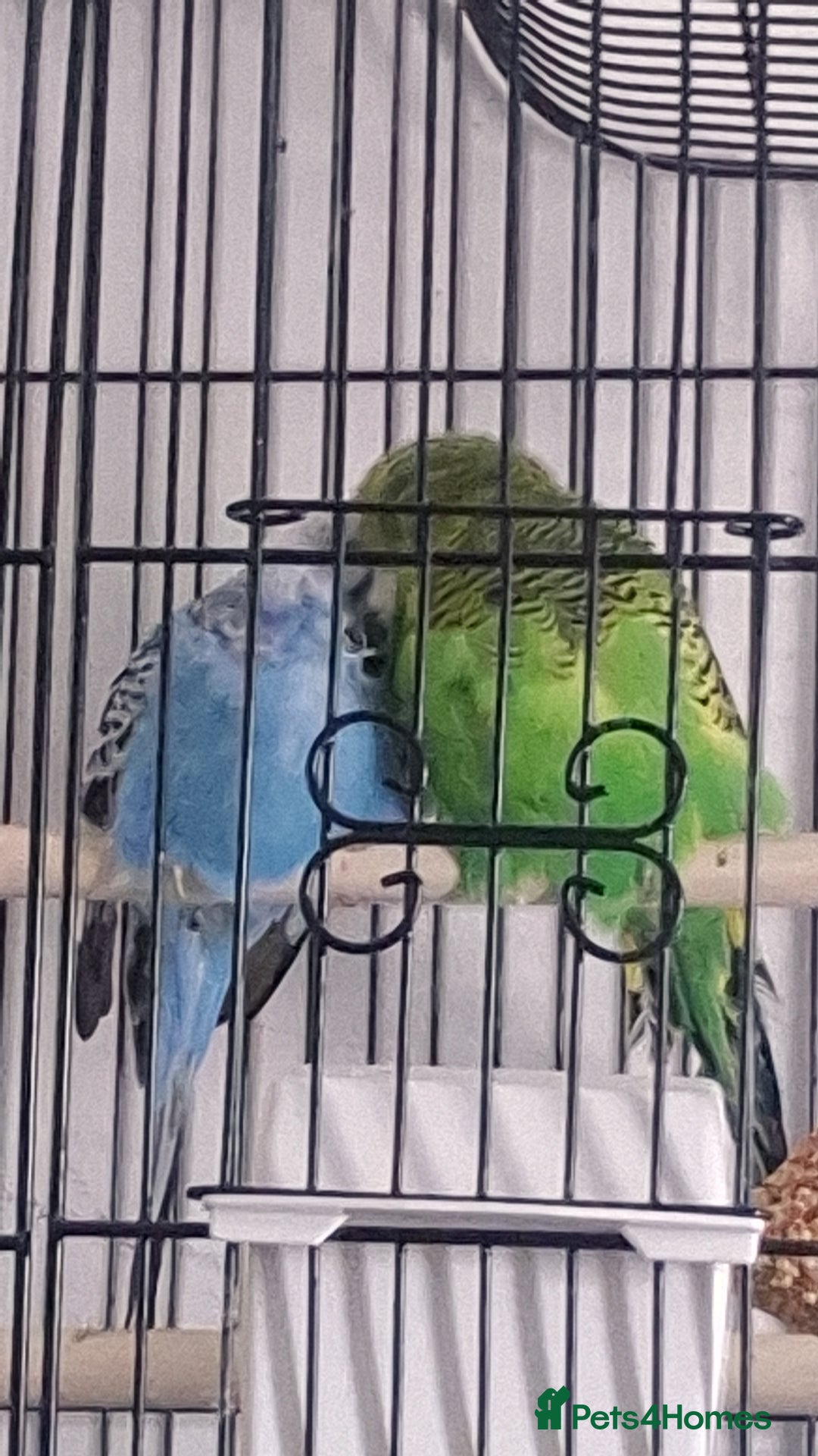 Budgerigars birds for sale: Budgies looking for a home  - Image 2