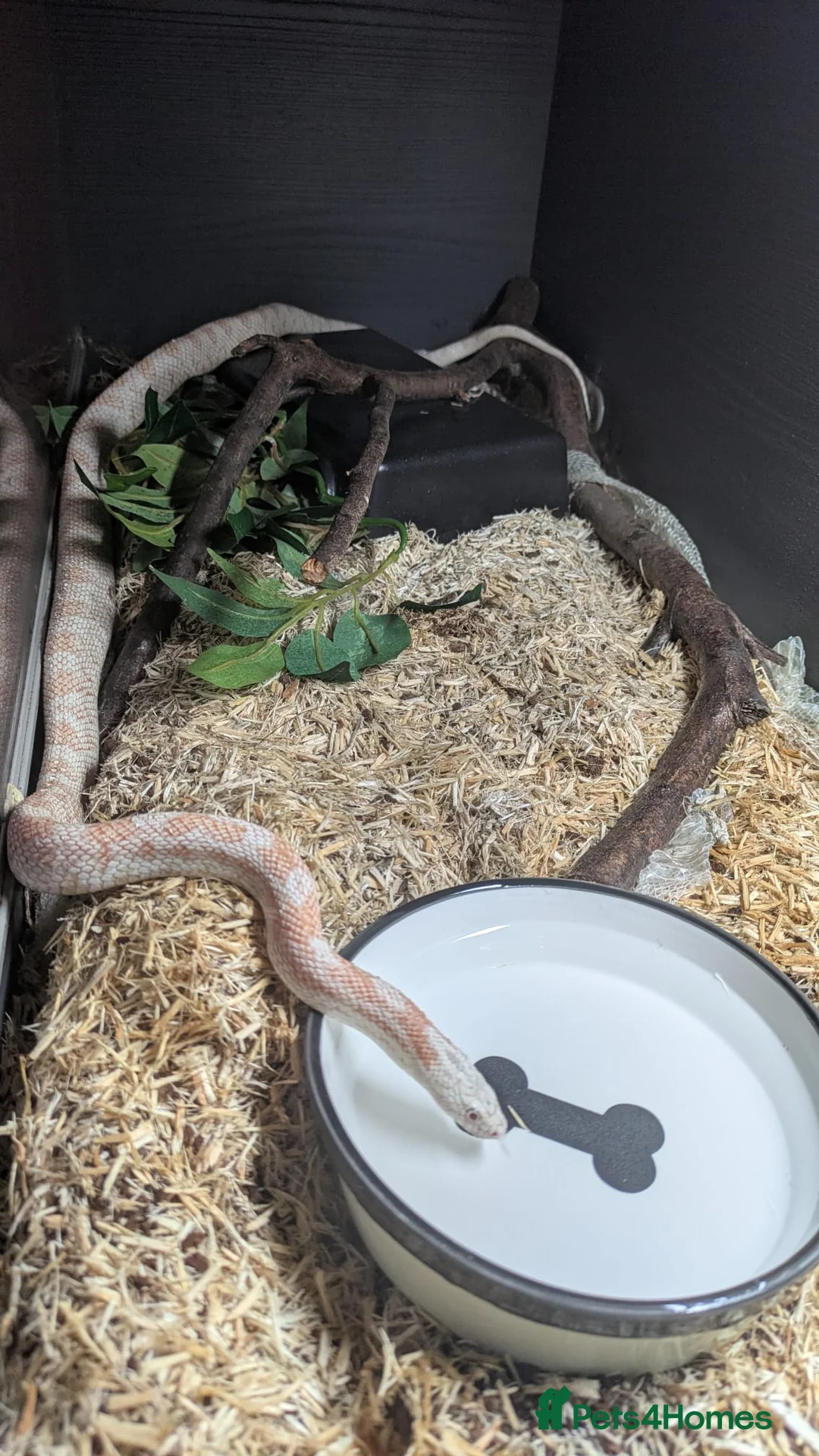 Corn Snake reptiles for sale: Albino corn snake  in Accrington - Advert 2