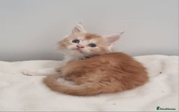 Maine Coon cats for sale: Pedigree Maine Coon Kittens for sale  - Image 6