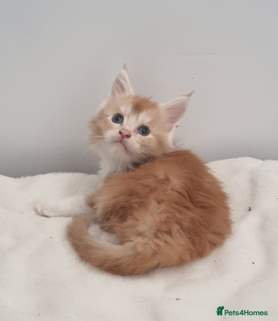 Maine Coon cats for sale: Pedigree Maine Coon Kittens for sale  - Image 6