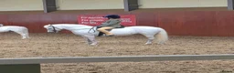 Welsh Section A horses for sale: **ELSA** Manorfields Silver Lady, FleaBitten Grey in Wigan - Advert 8
