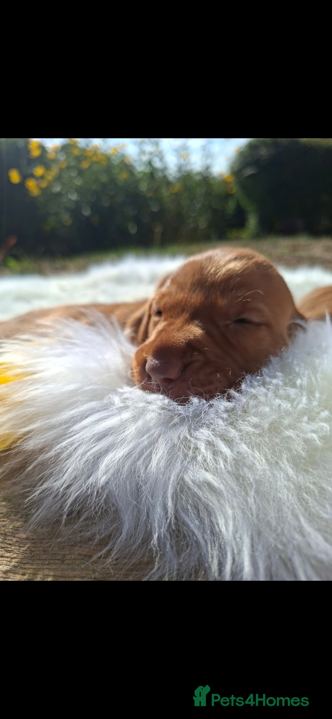 Hungarian Vizsla dogs for sale: Hungarian vizsla  - Image 5