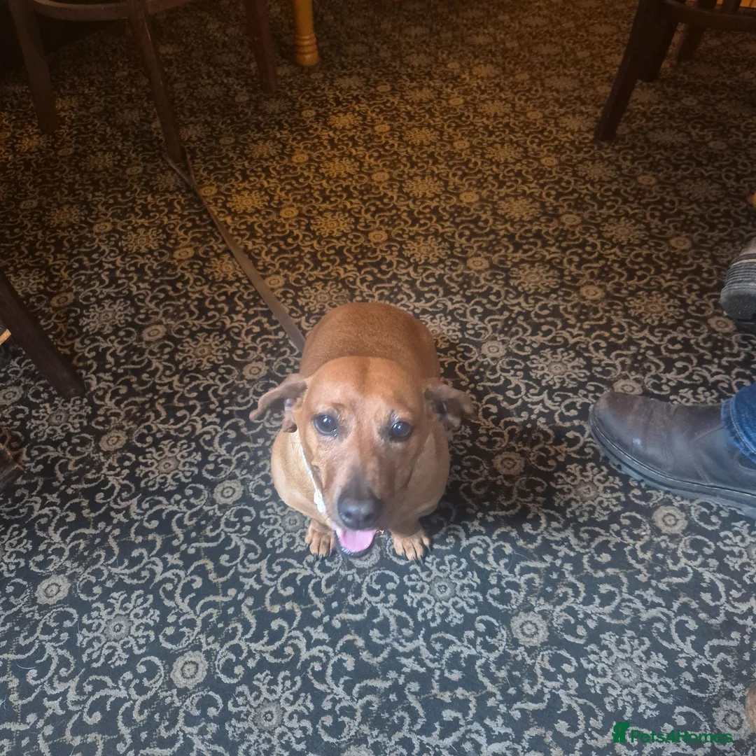 Miniature Dachshund dogs for sale: Beautiful Female Red Minature Daschund  - Advert 2
