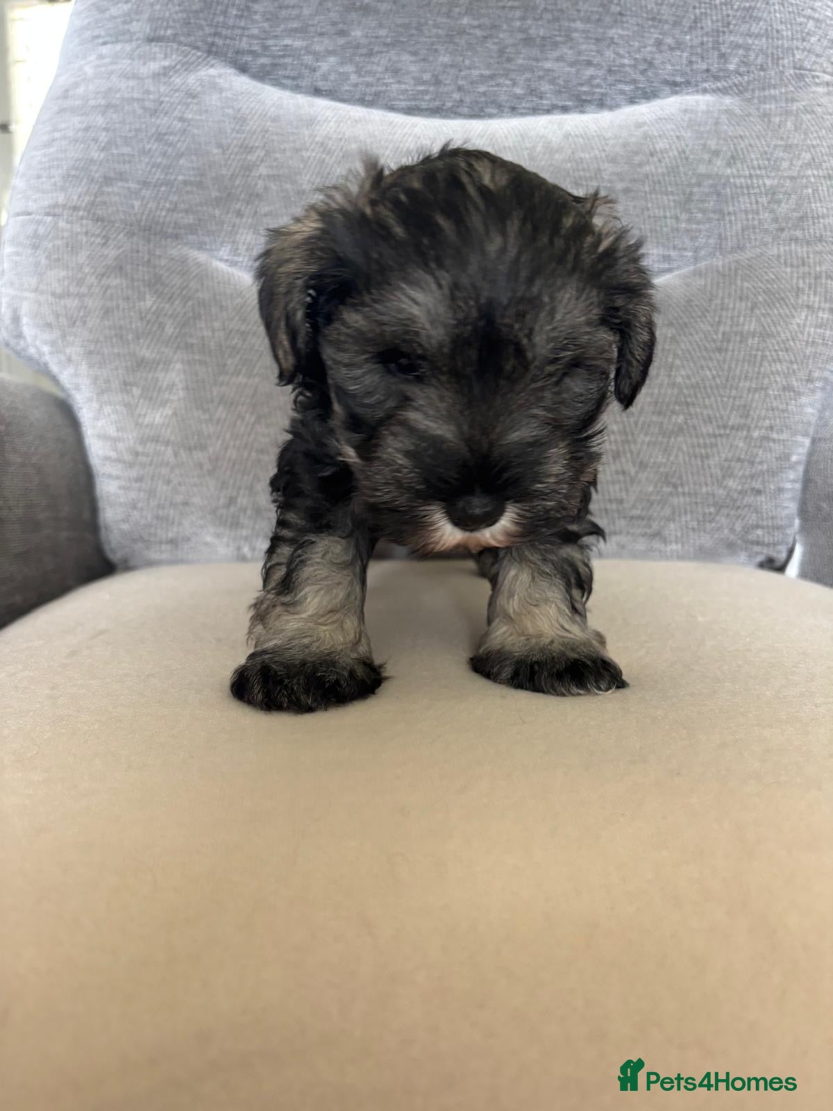 Miniature Schnauzer dogs for sale: Beautiful Miniature Schnauzers  - Advert 22