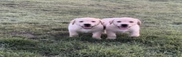 Labrador Retriever dogs for sale: Labrador puppies for sale  - Advert 2