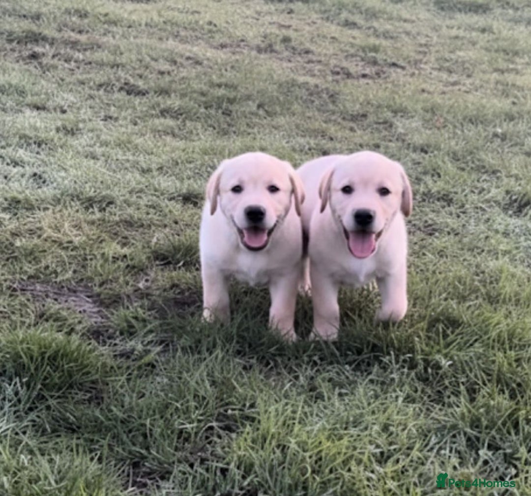 Labrador Retriever dogs for sale: Labrador puppies for sale  - Advert 2