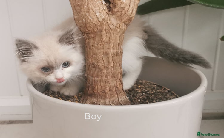 Siberian cats Siberian Neva Masquerade registered kittens  - Advert 3