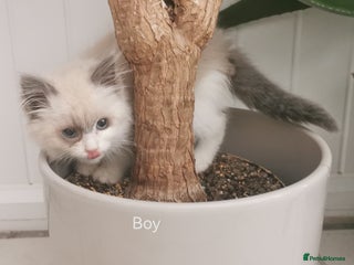 Siberian cats Siberian Neva Masquerade registered kittens - Advert 4