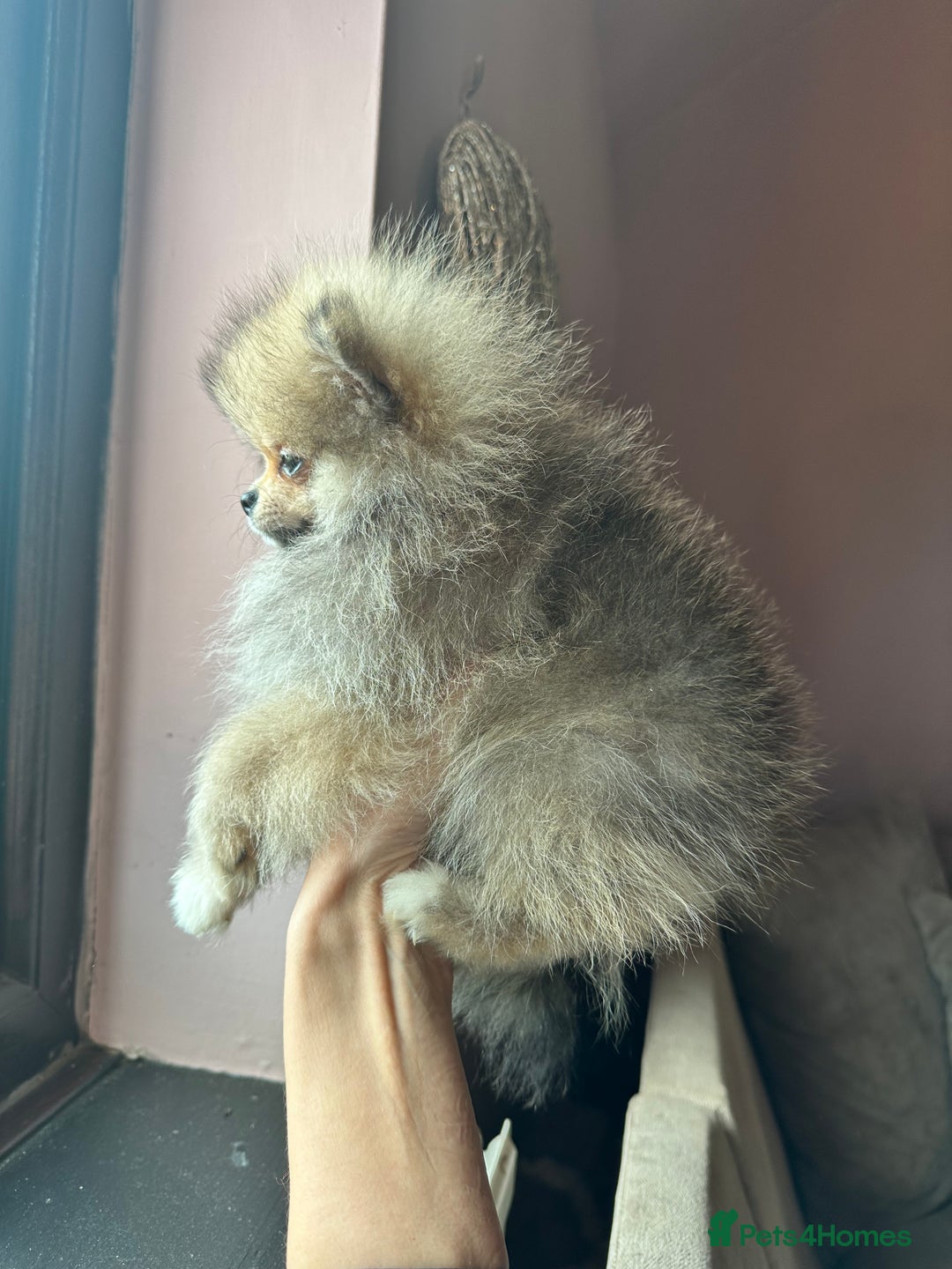 Pomeranian dogs for sale: Small Beautiful Teddy Bear Faced Girl  - Image 4