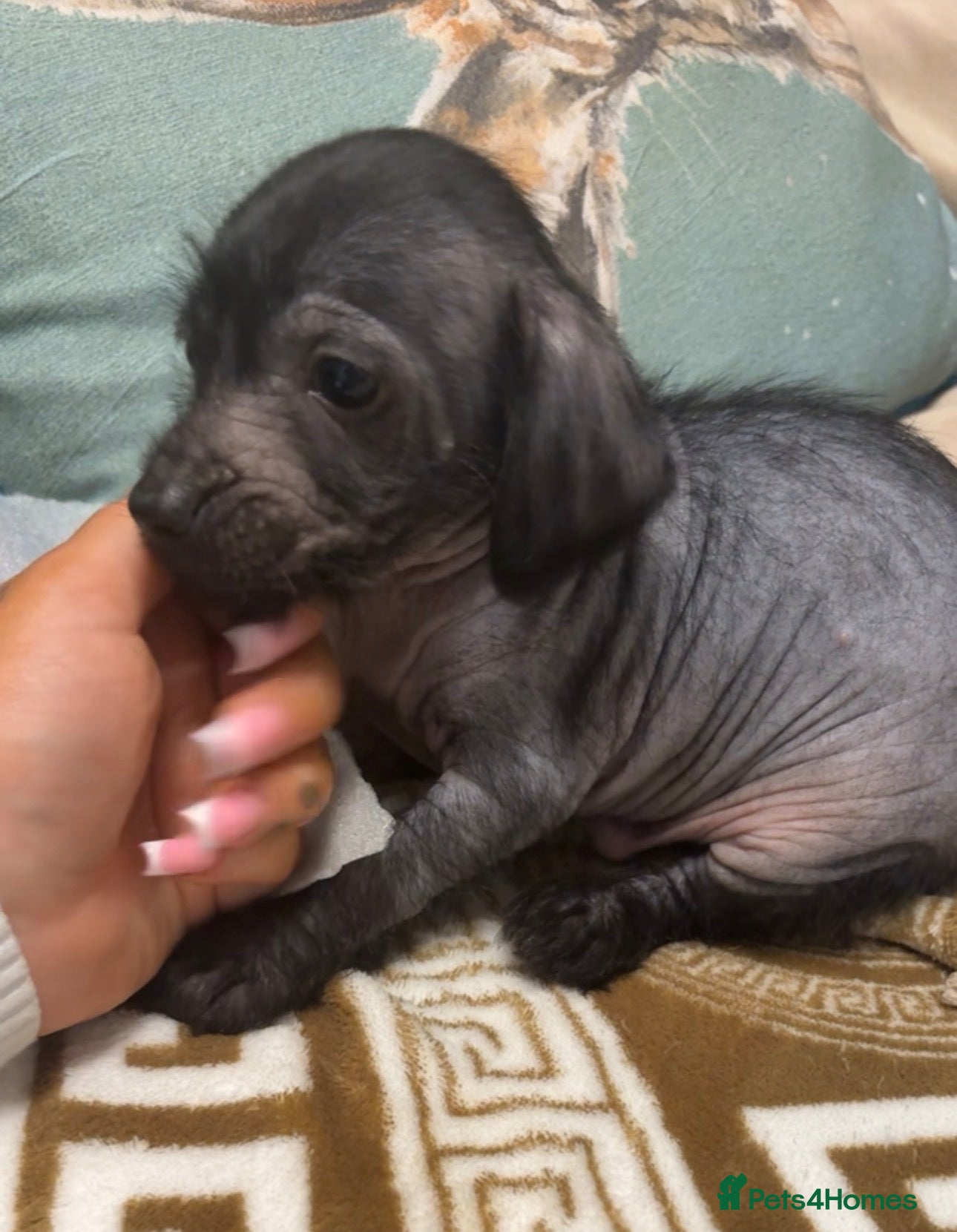 Mixed Breed dogs 1 girl Chinese crested x miniature dachshund  - Advert 2