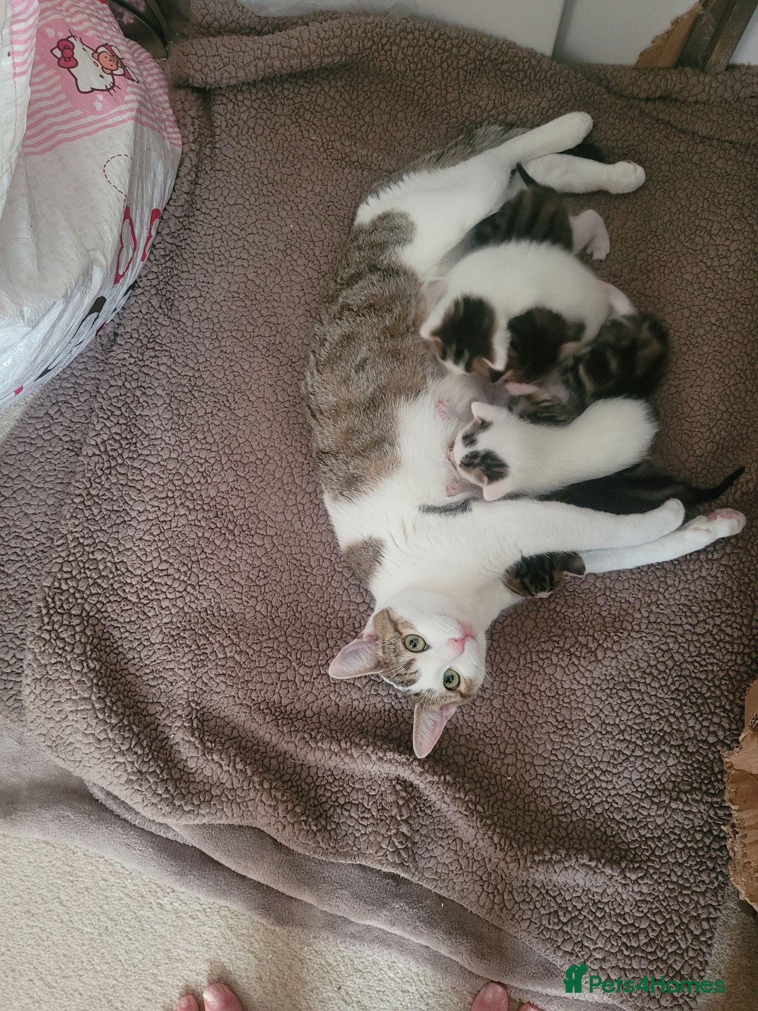 British Shorthair cats Cute tabby and white kittens for sale - Advert 1