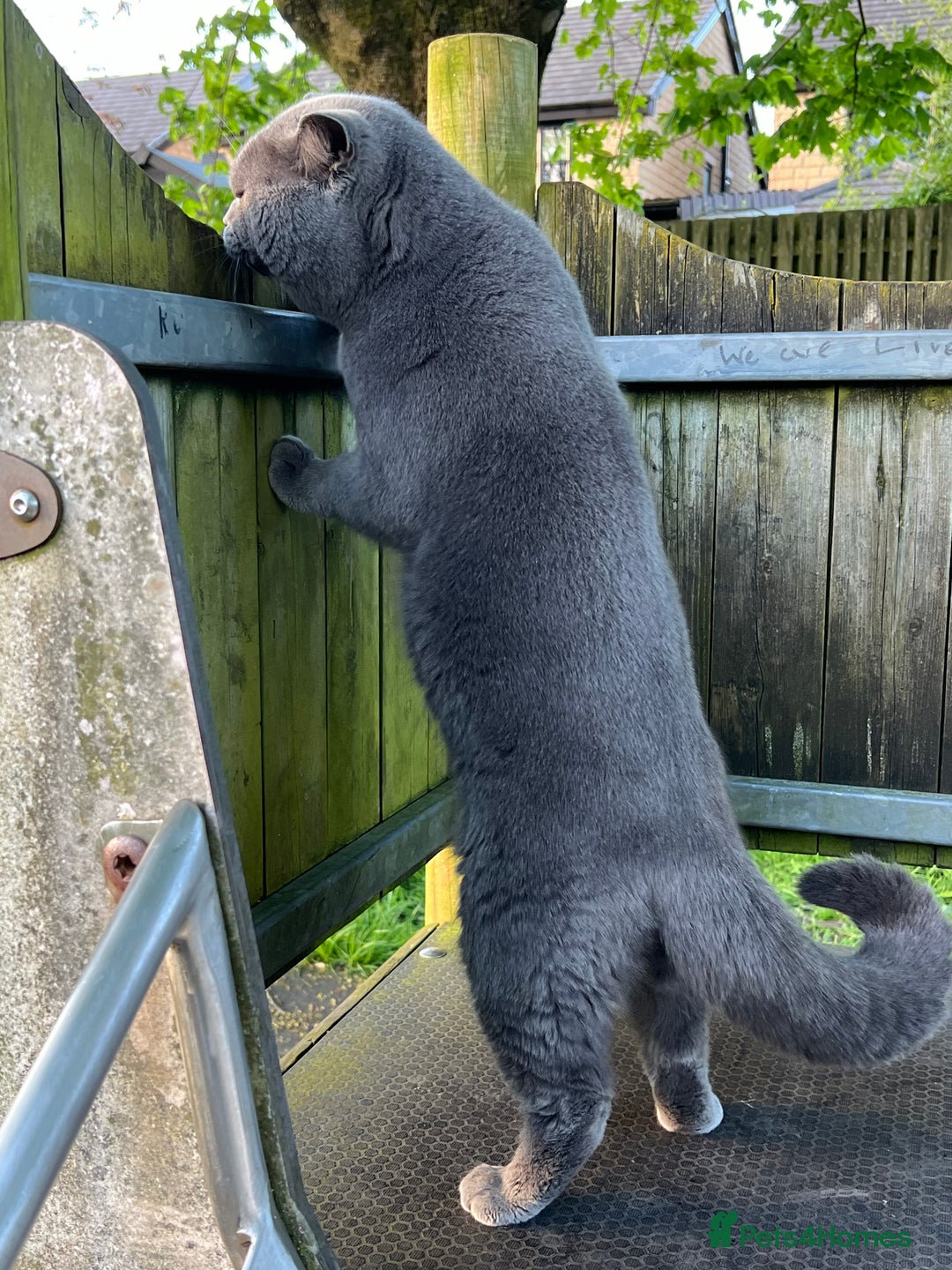 British Shorthair cats for stud: Meet Leo, Active Registered GCCF BHS Stud in Clitheroe - Advert 2