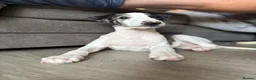 Mixed Breed dogs for sale: Collie whippet greyhound  - Advert 4
