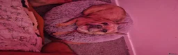 French Bulldog dogs for sale: Beautiful Female French Bulldog –Bella £700 ONO - Advert 1