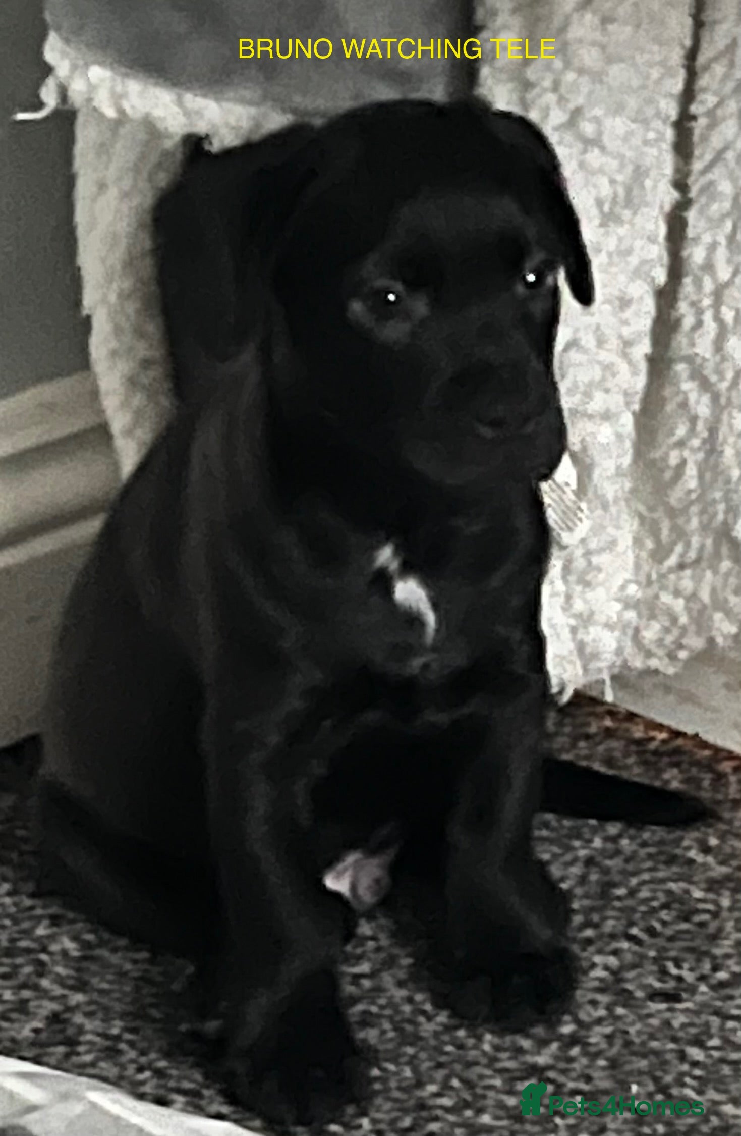 Mixed Breed dogs 1 LAST BOY LOOKING FOR HIS HOME   - Advert 3