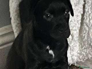 Mixed Breed dogs 1 LAST BOY LOOKING FOR HIS HOME - Advert 4