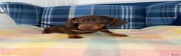 Miniature Dachshund dogs for sale: Stunning Chocolate Mini Dachshunds READY NOW - Advert 4