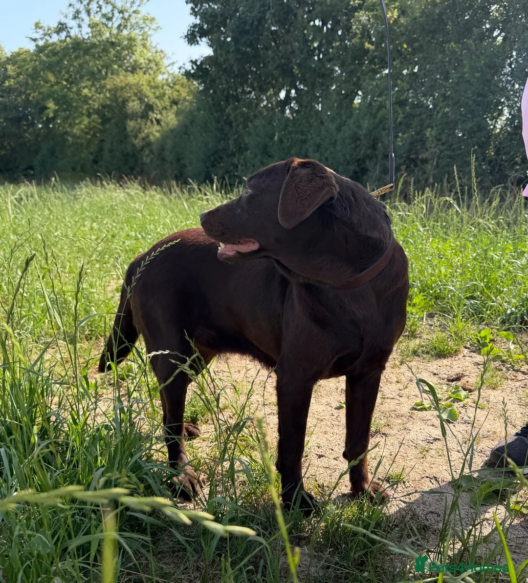Labrador Retriever dogs for sale: Quality KC Reg Chocolate Labrador Retriever Adult - Advert 2