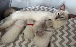 Ragdoll cats for sale: Blue bi coloured ragdoll kittens for sale  - Image 2