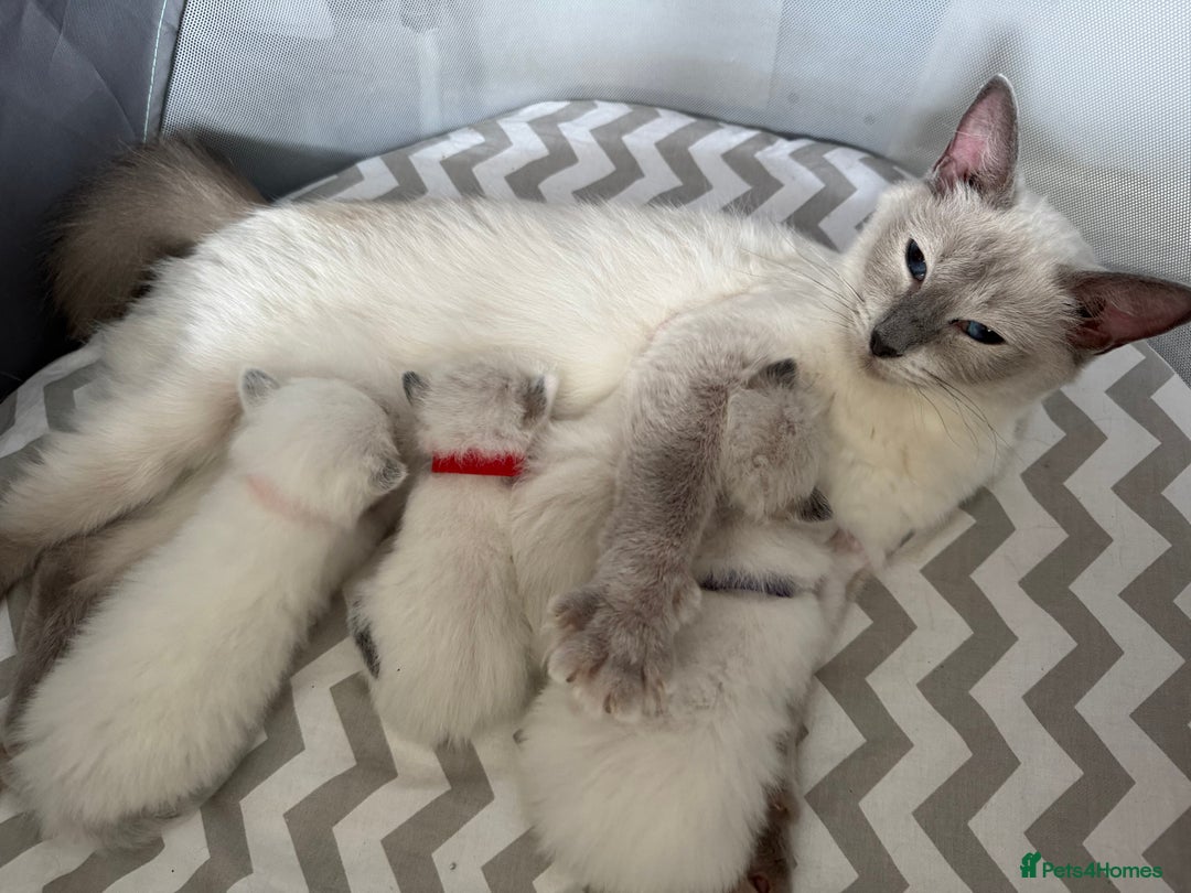 Ragdoll cats for sale: Blue bi coloured ragdoll kittens for sale  - Image 2