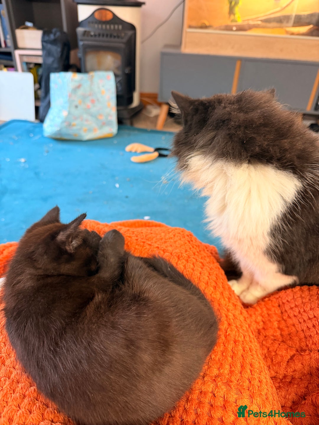 Mixed Breed cats for sale: 1 female 1 male and 1 kitten - Advert 7