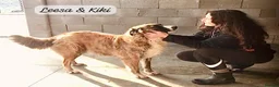Mixed Breed dogs for adoption: Kiki, 6 yrs approx. Reserved STC. - Advert 4