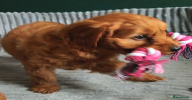 Cockapoo dogs - Advert 5