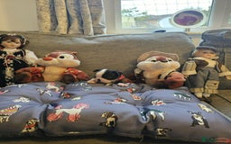 Boston Terrier dogs for sale: Boston Terrier 5* puppies - Image 9