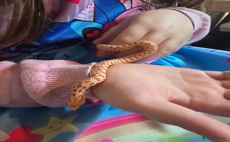 Snake reptiles - Advert 1