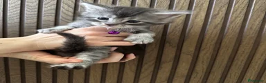 Artemis