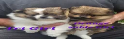 Pomeranian dogs for sale: Pedigree Pomeranian Puppies for sale - Advert 2